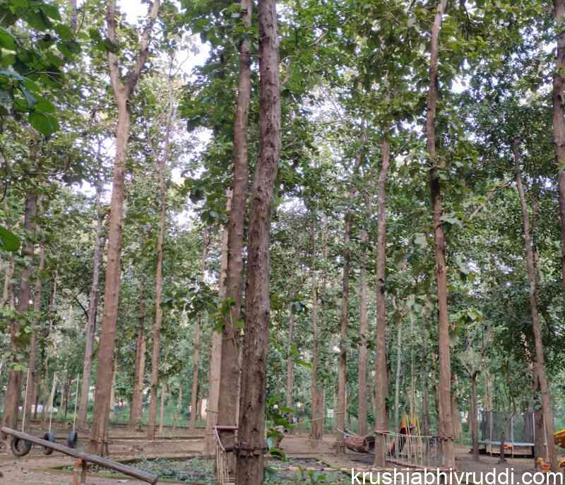 planted teak at Dandeli  Karnataka