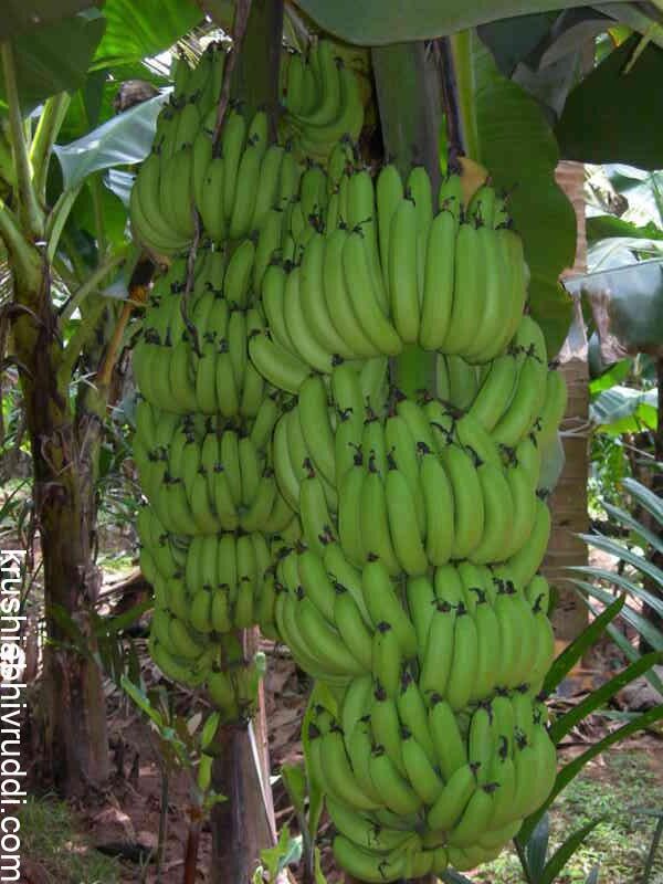 Do not increase the banana crop 