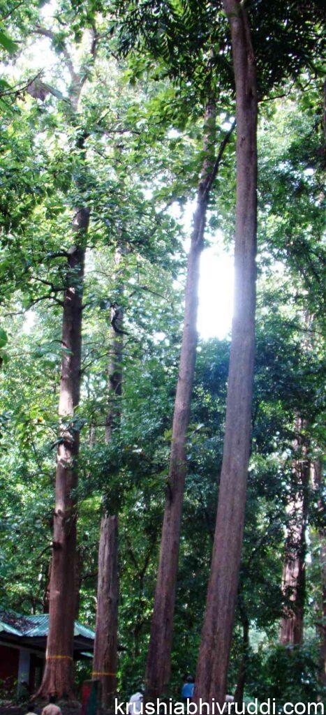thinned teak trees and its growth 