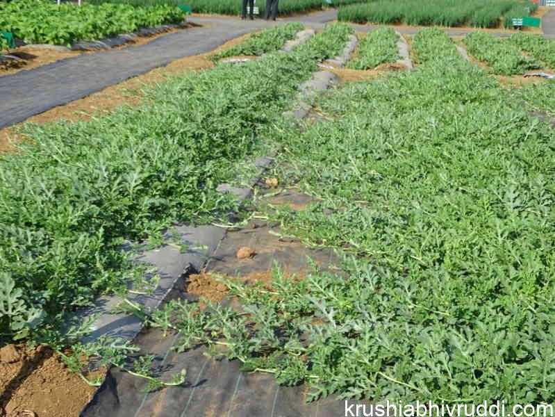 Mulching weed mats to protect the Water melon fruit  