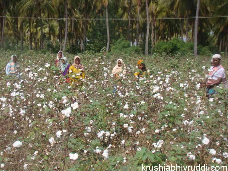 ಹತ್ತಿ ಬೆಳೆ-Cotton crop   