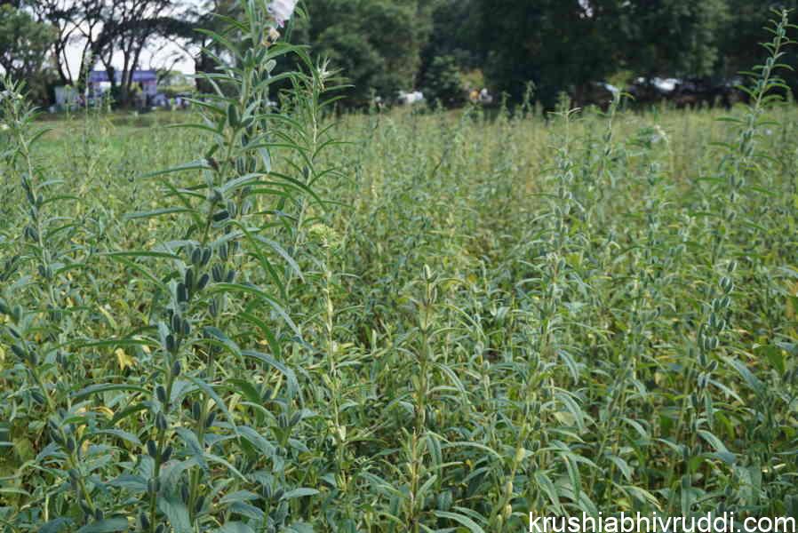 ಬೆಂಬಲ ಬೆಲೆಯ ಮೊದಲ ಸ್ಥಾನದ ಎಳ್ಳು - sesamum crop 
