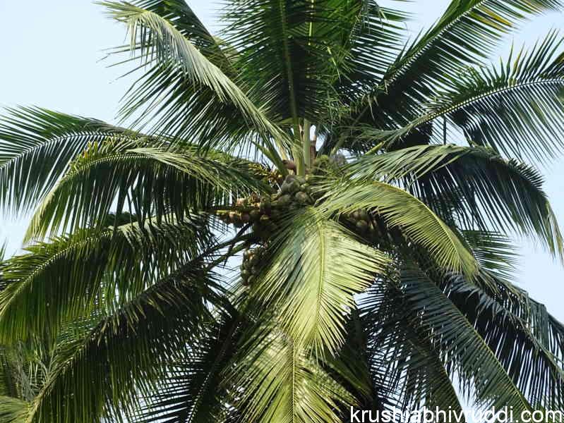 healthy tree- abundant leaves  