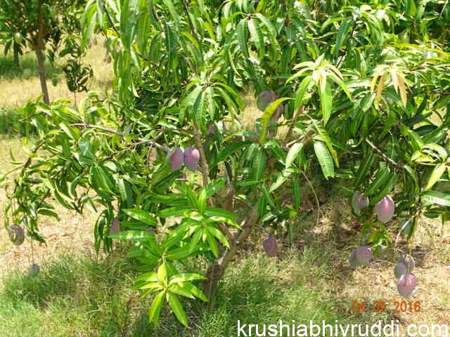 ಸ್ಥಳೀಯ ಬಣ್ಣದ ಮಾವು ನಮ್ಮ ಊರಿನಲ್ಲೂ ಇದೆ. Local color mango ( Picture from Cittur, Andra Pradesh)