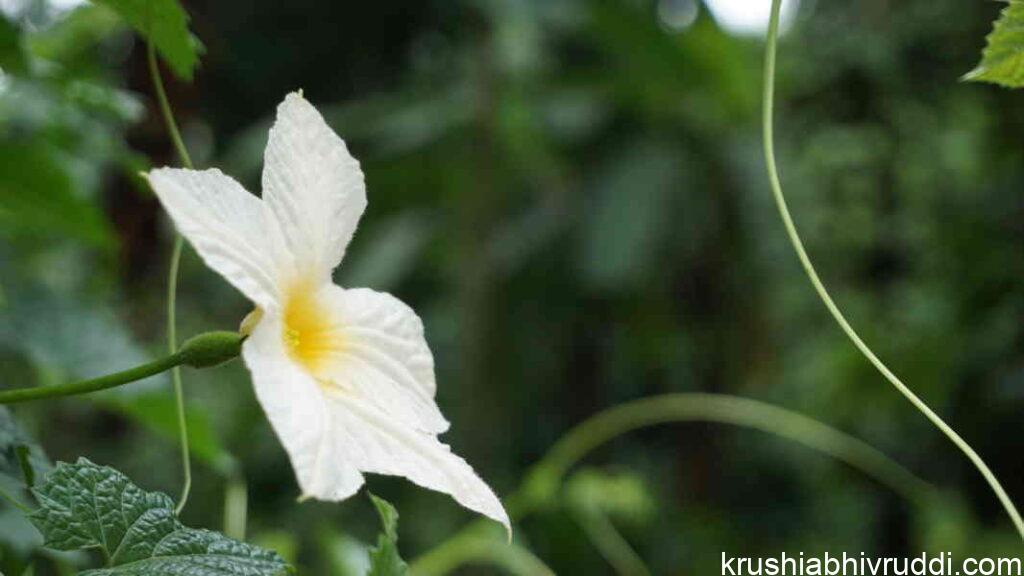 female flower 