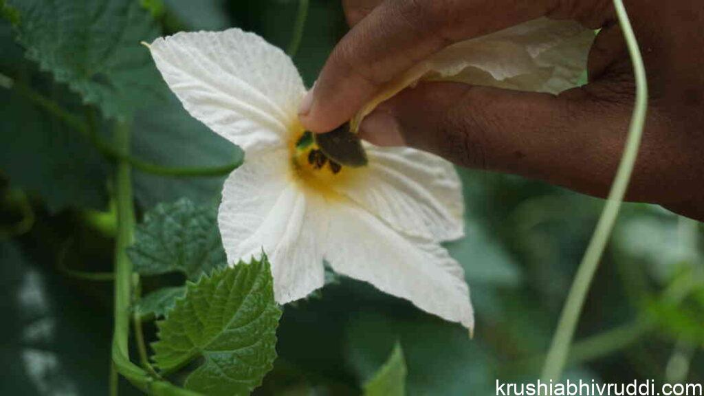 Artificial pollination