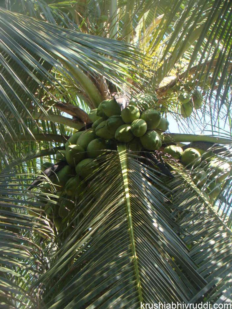 Green tendr nut variety - ಹಸುರು ಎಳ ನೀರು ತಳಿ -ಗಂಗ ಬೊಂಡ