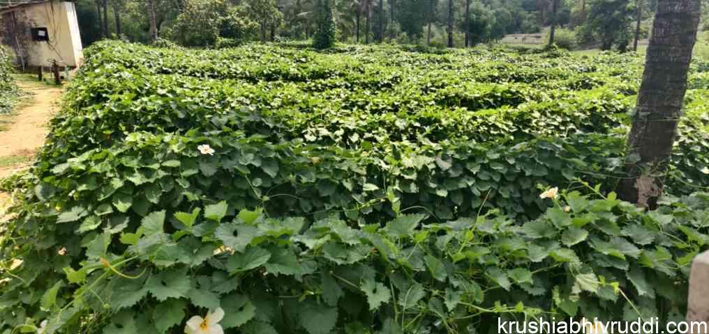 Trellis method of speeding vine