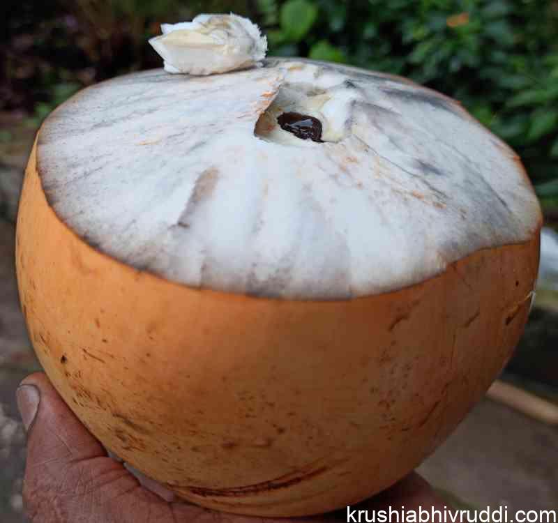 tender coconut -ಎಳ ನೀರು