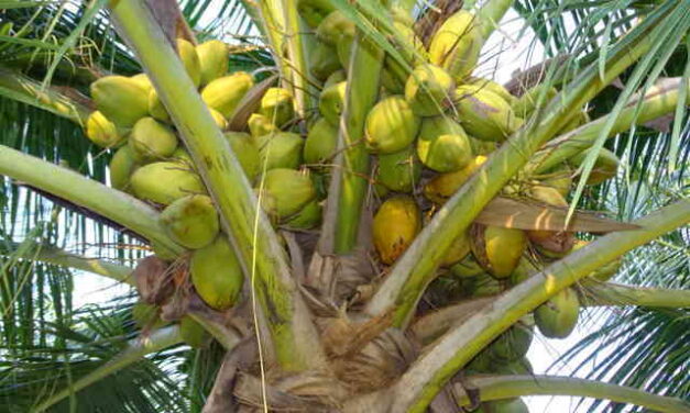HOW TO SELECT QUALITY COCONUT SEED NUTS .