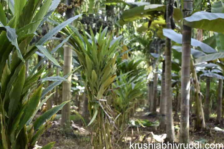 banana and cardamum existing intercrop 