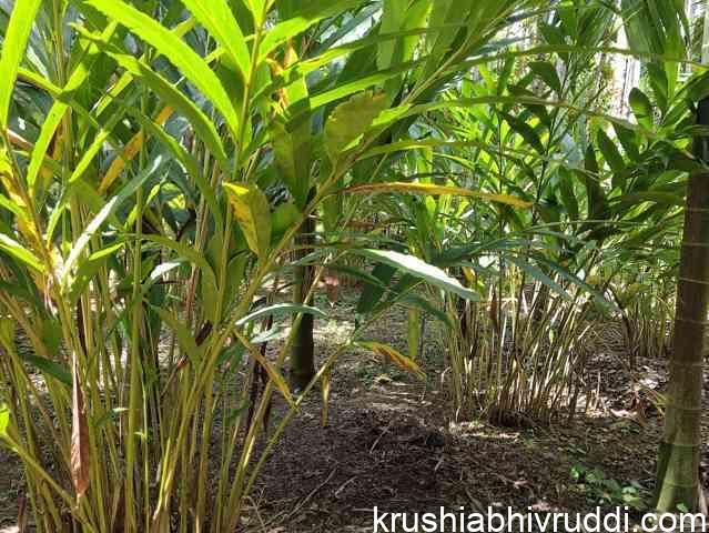 cardamoum plants