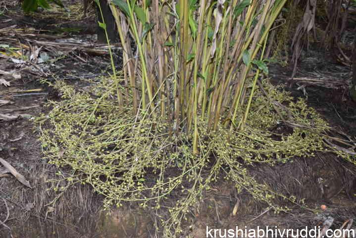 Farmer Subraya's  cardamum in full bloom