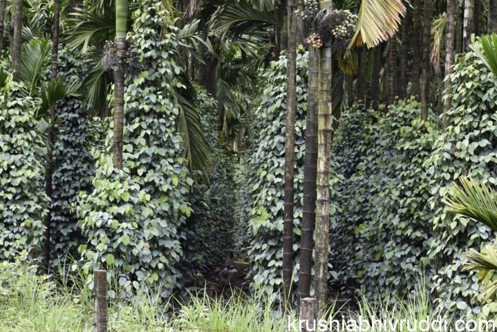 pepper garden view 