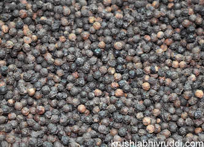 Black Pepper