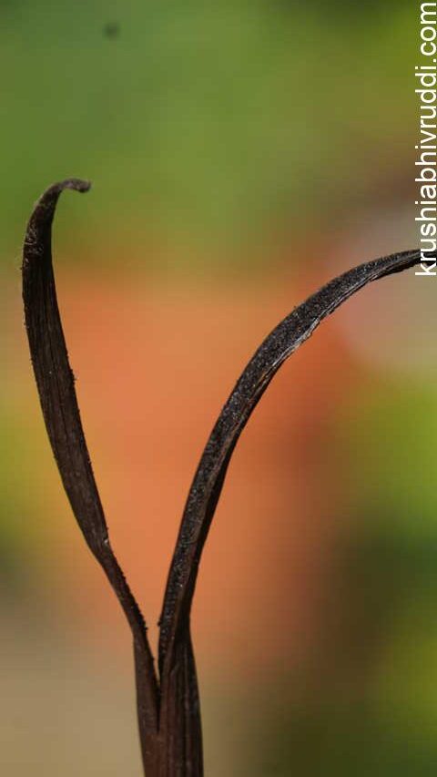 vanilin inside the beans