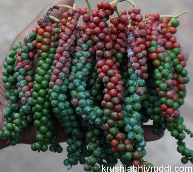 Disease Resistant pepper variety –Sigandhini.