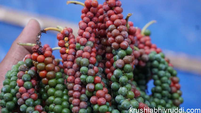Disease Resistant Black Pepper variety –Sigandhini