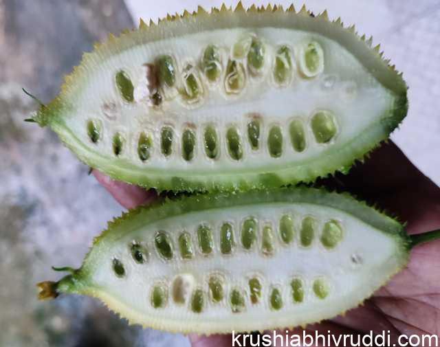 TEASLE GOURD FRUIT INSIDE