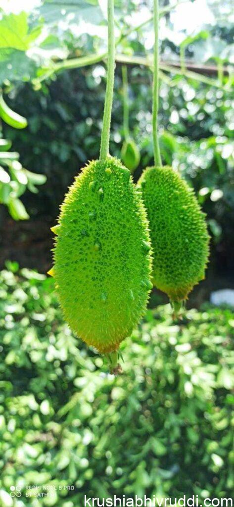 TEASLE GOURD FRUIT