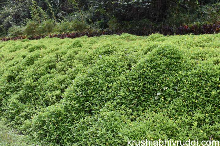 This weed covers the like a mat upon the soil and does not allow erosion.