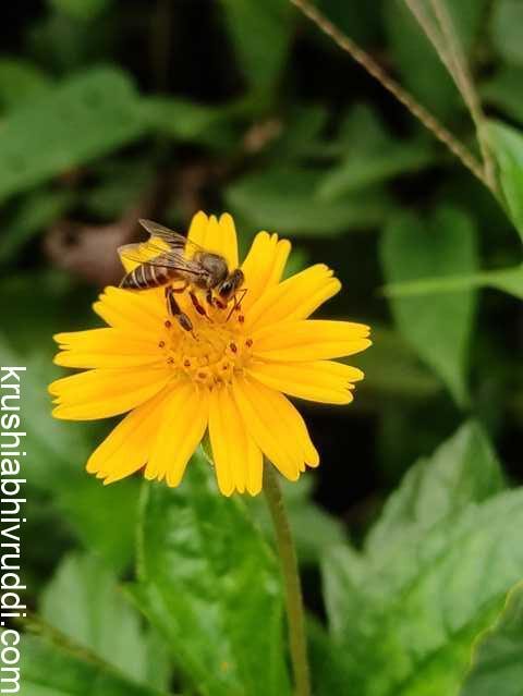 The flower of the plant has a good anther to pollinators