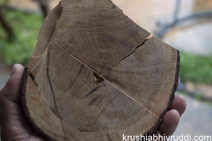 17-year-old tree harvested last year from our sandalwood society chairman Kodandaramayya’s plot.  It was the first cultivated sandalwood harvest in Karnataka.  