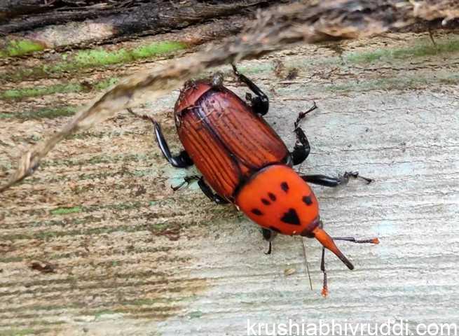 The red palm weevil 