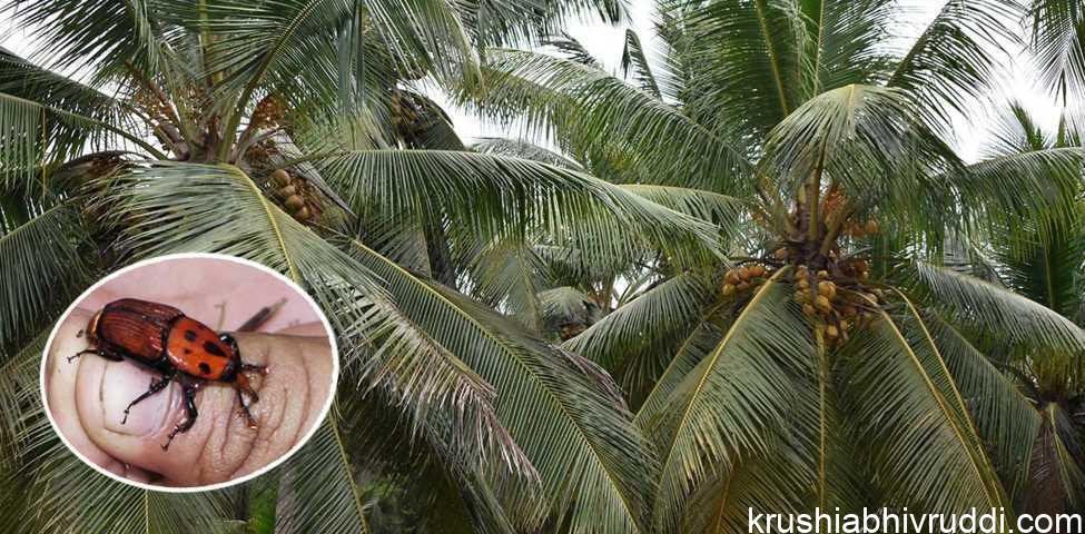 How to protect Coconut palms from this dangerous pest