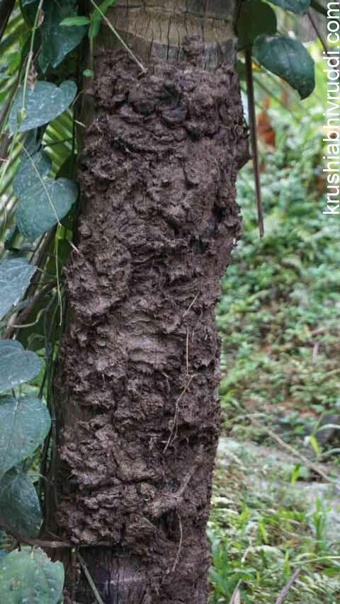 cow dung pasting on  infectedstem 