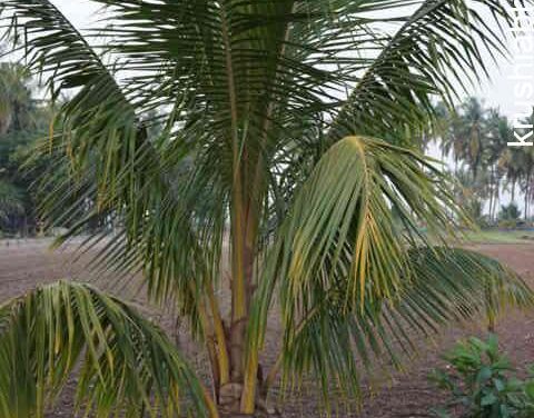 THE SECRET OF THE COCONUT PLANTING METHOD