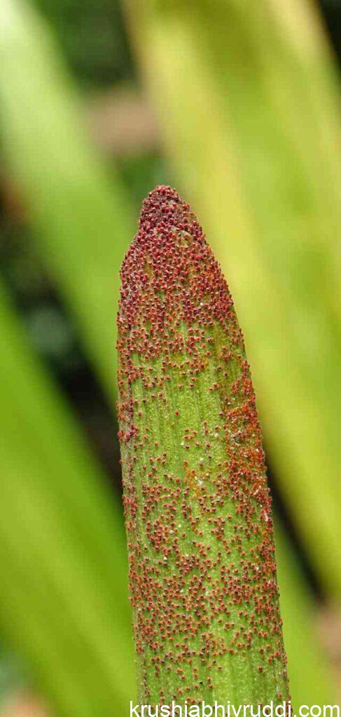 Mites on areca nut leaf