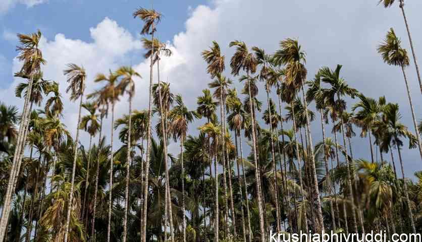 50% Of the Areca Nut Crop is expected to be less in the next crop.