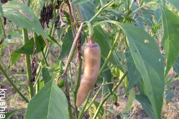 ಮೆಣಸಿನ ಬೆಳೆಯ ಈ ಸಮಸ್ಯೆಗೆ ಕಾರಣ ಮತ್ತು ಪರಿಹಾರ