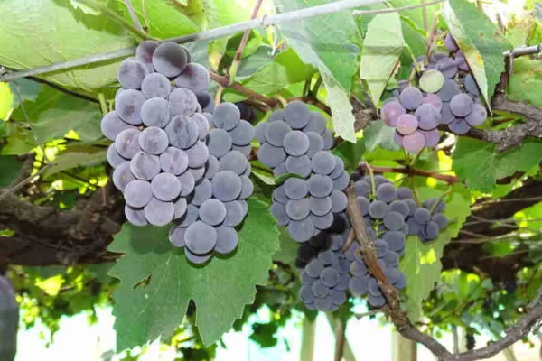 Bengaluru Blue- best grape for your health.