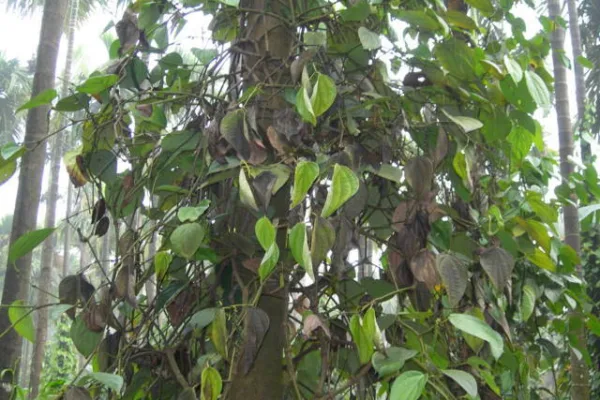 ಕರಿಮೆಣಸಿನ ಈ ರೋಗವನ್ನು ಹೇಗೆ ಗುಣ ಮಾಡುವುದು?