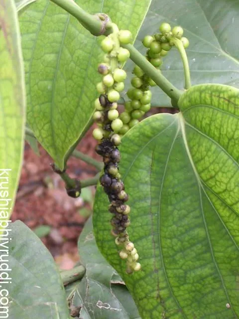 ರೋಗದ ಪ್ರಾರಂಭಿಕ ಲಕ್ಷಣ