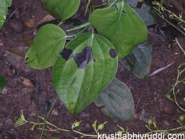 ರೋಗದ ಪ್ರಾರಂಭಿಕ ಲಕ್ಷಣ