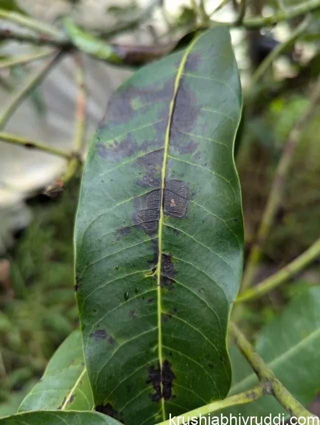 ಎಲೆಗಳಲ್ಲಿ ಕಪ್ಪು ಚುಕ್ಕೆಗಳು 