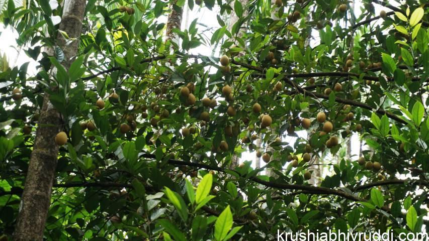 ಬೀಜದ ಸಸಿಯ ಇಳುವರಿ