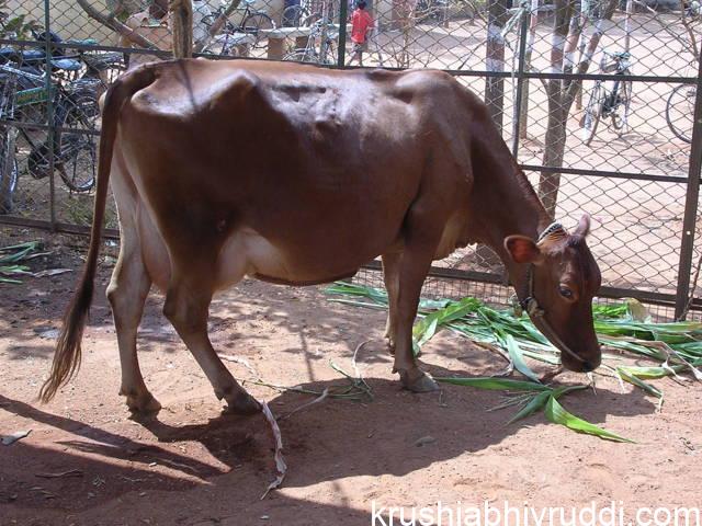 ಜರ್ಸಿ ಆಕಳ ತಳಿ 