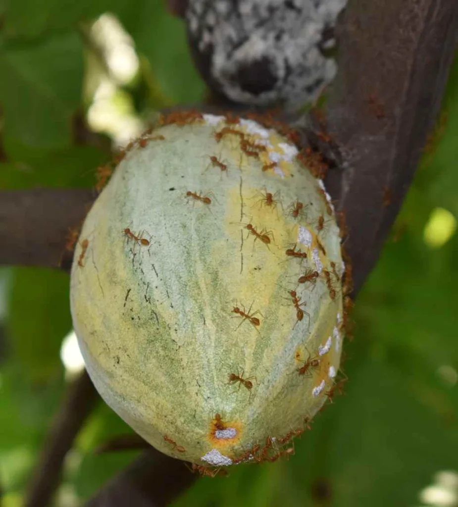 ಹಿಟ್ಟು ತಿಗಣೆ ತಿನ್ನಲು ಬಂದ ಇರುವೆಗಳು