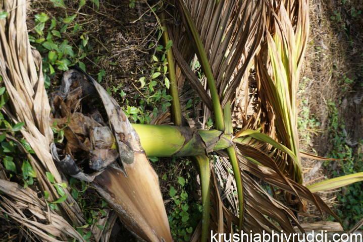 ರೋಗ ಬಾಧೆಯಿಂದ ಶಿರ ಕಳಚಿ ಬಿದ್ದದ್ದು.