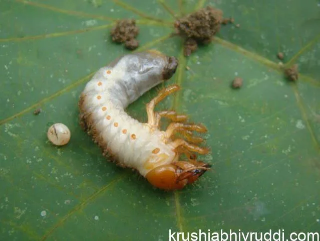 ಬೇರು ಹುಳ ಮತ್ತು ಮೊಟ್ಟೆ