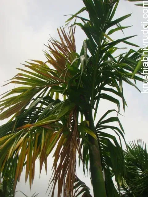 ಅಡಿಕೆ ಮರಗಳ ಶಿರ ಒಣಗಲು ಕಾರಣ ಮತ್ತು ಪರಿಹಾರ.