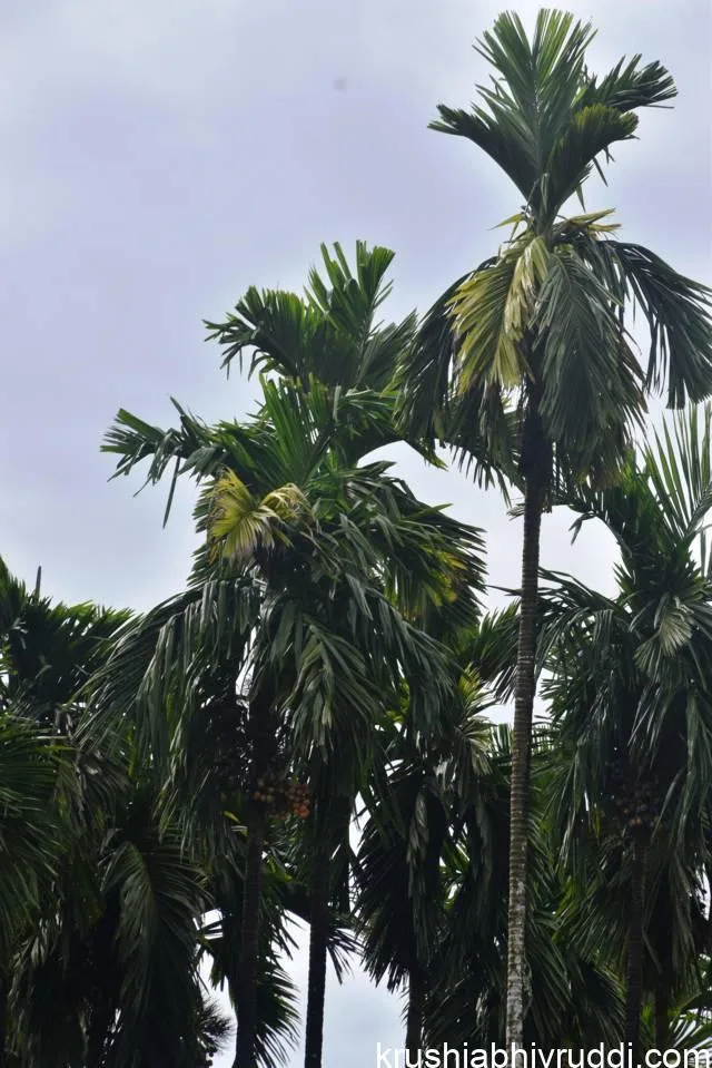 ಇಂತಹ ಮರಗಳಿಗೆ ಉಪಚಾರ ಮಾಡಿ ವಾಸಿ ಮಾಡಬಹುದು.