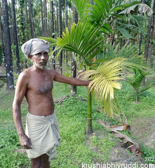 ಬೇರು ಹುಳ ನಿಯಂತ್ರಣಕ್ಕೆ ಇದು ಸಕಾಲ.